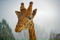 Фотография Глазычева Анатолия