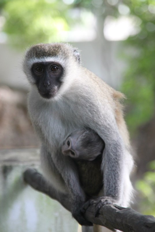 Oguz Saka фотография #25