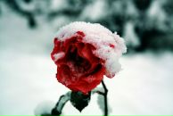 Фотография Ахмедовой Любови