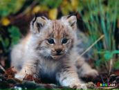 Фотография Резниченко Натальи