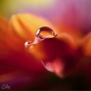 Фотография Колесниковой Анастасии