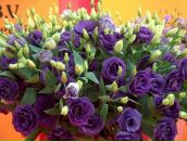 Фотография Богомоловой Светланы