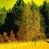 Анатолій Солим фотография #4 (источник - https://vk.com/id164967950)