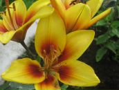 Фотография Филь Анны