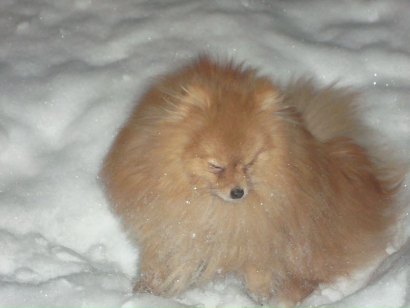 Сёмик Semik фото №3