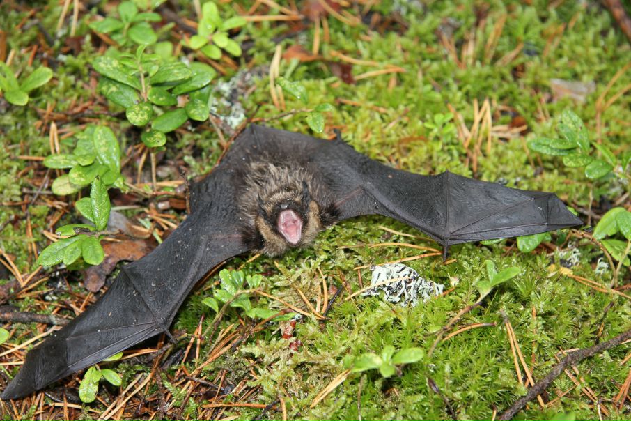 Эдуард Холодов фото №12