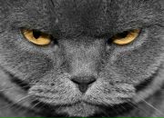 Олеся Ліман фотография #28 (источник - https://vk.com/id37272789)