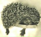 Віта Телешман фотография #18 (источник - https://vk.com/id69493374)