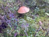 Ирэна Строганова фотография #28 (источник - https://vk.com/id3548581)