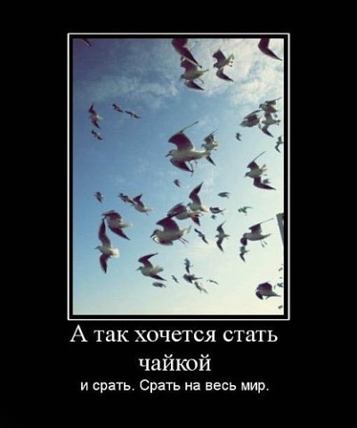 №6, Юлия Дубровская №6, Юлия Дубровская