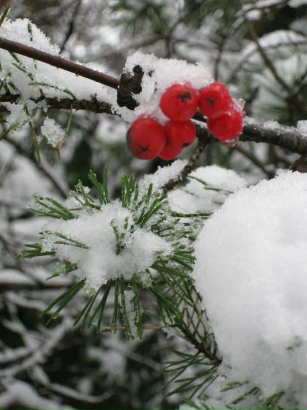 Сергей Лычагин фотография #32