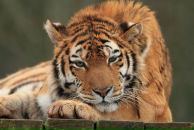 Фотография Моисеенкова Андрея