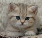 Дашуля Войцехівська фотография #7 (источник - https://vk.com/id137488243)