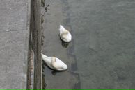 Семен Шевченко фотография #27 (источник - https://vk.com/id970186)