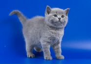 Фотография Тарасенко Ольги