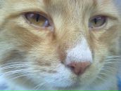 Юлія Шляхецька фотография #50 (источник - https://vk.com/id18580899)