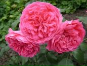 Фотография Сапожниковой Валентины