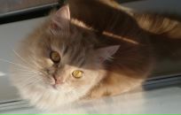 Фотография Сироткиной Екатерины