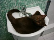 Фотография Белоусова Петра