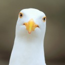 Михаил Петрович фотография #46 (источник - https://vk.com/id3247780)