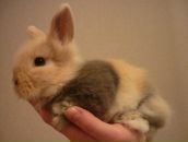 Анна Кельбах фотография #31 (источник - https://vk.com/id68281)