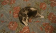 Алексей Папков фотография #39 (источник - https://vk.com/id3376131)