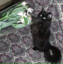 Фотография Shteinman Anna