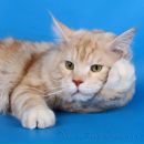 Фотография Ерёменко Майи