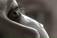 Юлія Помірча фотография #41 (источник - https://vk.com/id66832862)