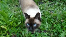 Фотография Курочкина Станислава