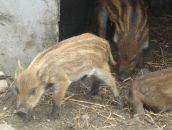 Ігор Кобилинець фотография #18 (источник - https://vk.com/id58382929)