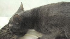 Фотография Запорощенко Светланы