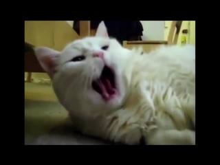 Зевающие коты