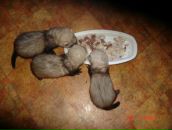 Фотография Венгрнау Илоны