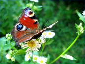 Таня Блисквмоїхочах фотография #48 (источник - https://vk.com/id16941009)