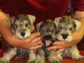 Фотография Березовской Светланы