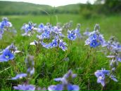 Юлія Родічева фотография #23 (источник - https://vk.com/id8162625)