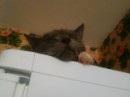 Кот =) фотография #8 (источник - https://vk.com/id89873718)