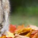 Інна Садовчук фотография #46 (источник - https://vk.com/id149078388)