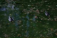 Bella Radenoviћ фотография #29 (источник - https://vk.com/id39098)