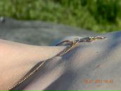 Фотография Крыжевича Александра