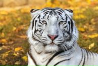 Андрей Потапенко фотография #33 (источник - https://vk.com/id4253564)