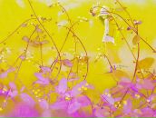 Світлана Самсоненко фотография #31 (источник - https://vk.com/id7636474)