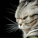 Фотография Сабановой Анастасии