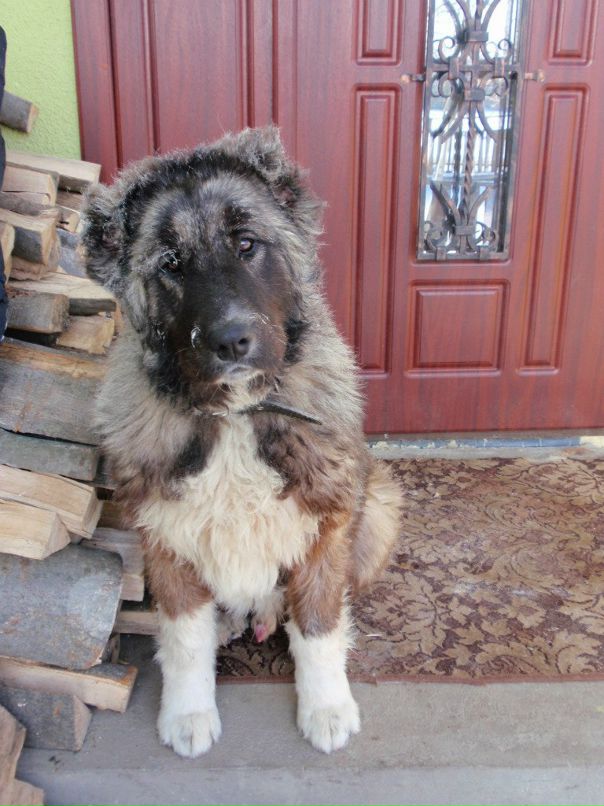 Ostap Кирик фотография #23