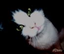 Йа Котє фотография #5 (источник - https://vk.com/id114646857)