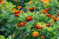 Павел Волк фотография #5 (источник - https://vk.com/id470503)