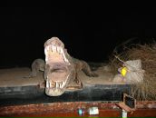 David Grim фотография #36 (источник - https://vk.com/id6581314)