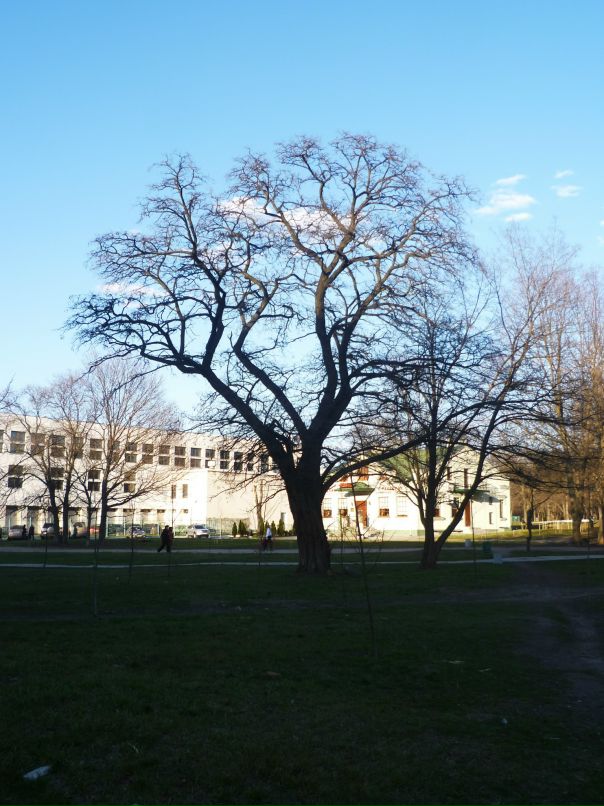 Dragon Fly фотография #18