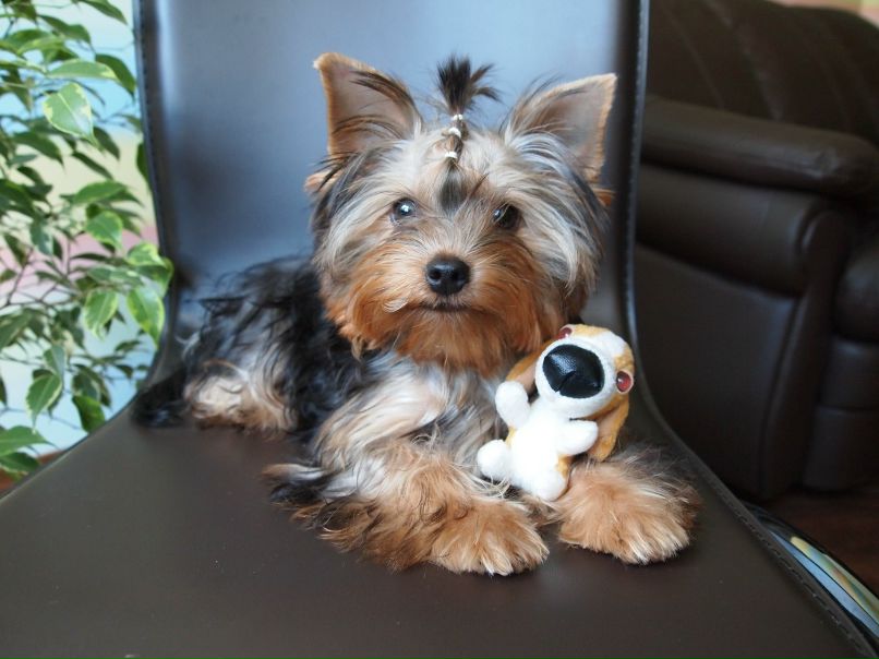 Сергей Медведев фотография #24